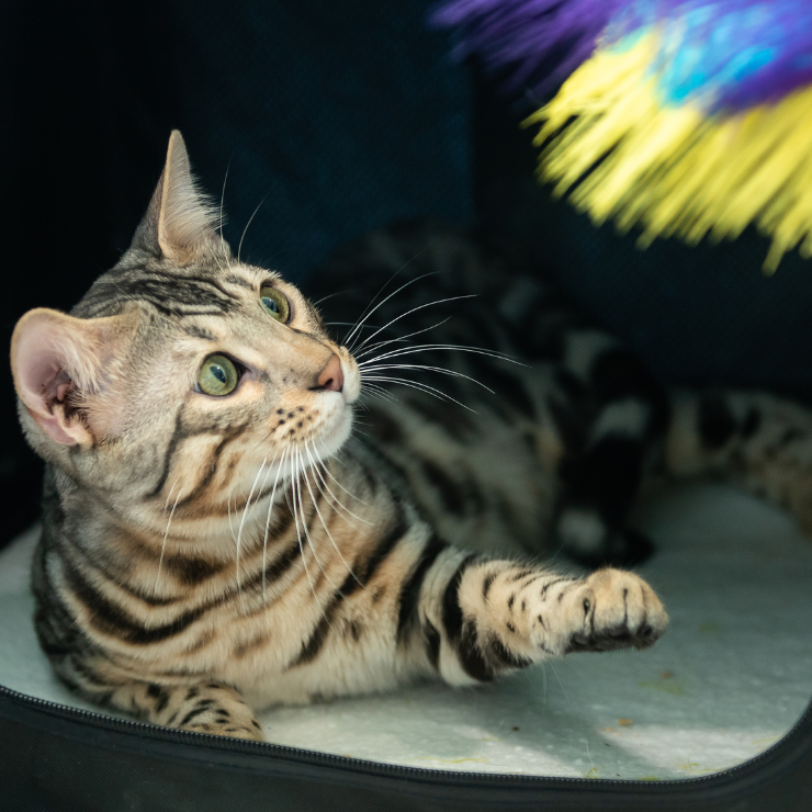 Bengal cat reaching for colourful feather toy